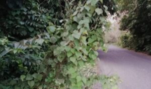 jalan2
