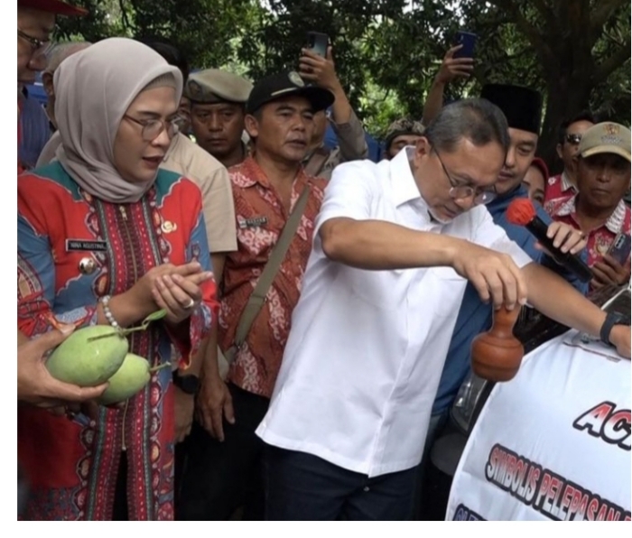 mangga