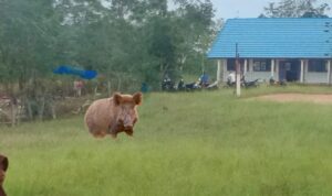aa00100991